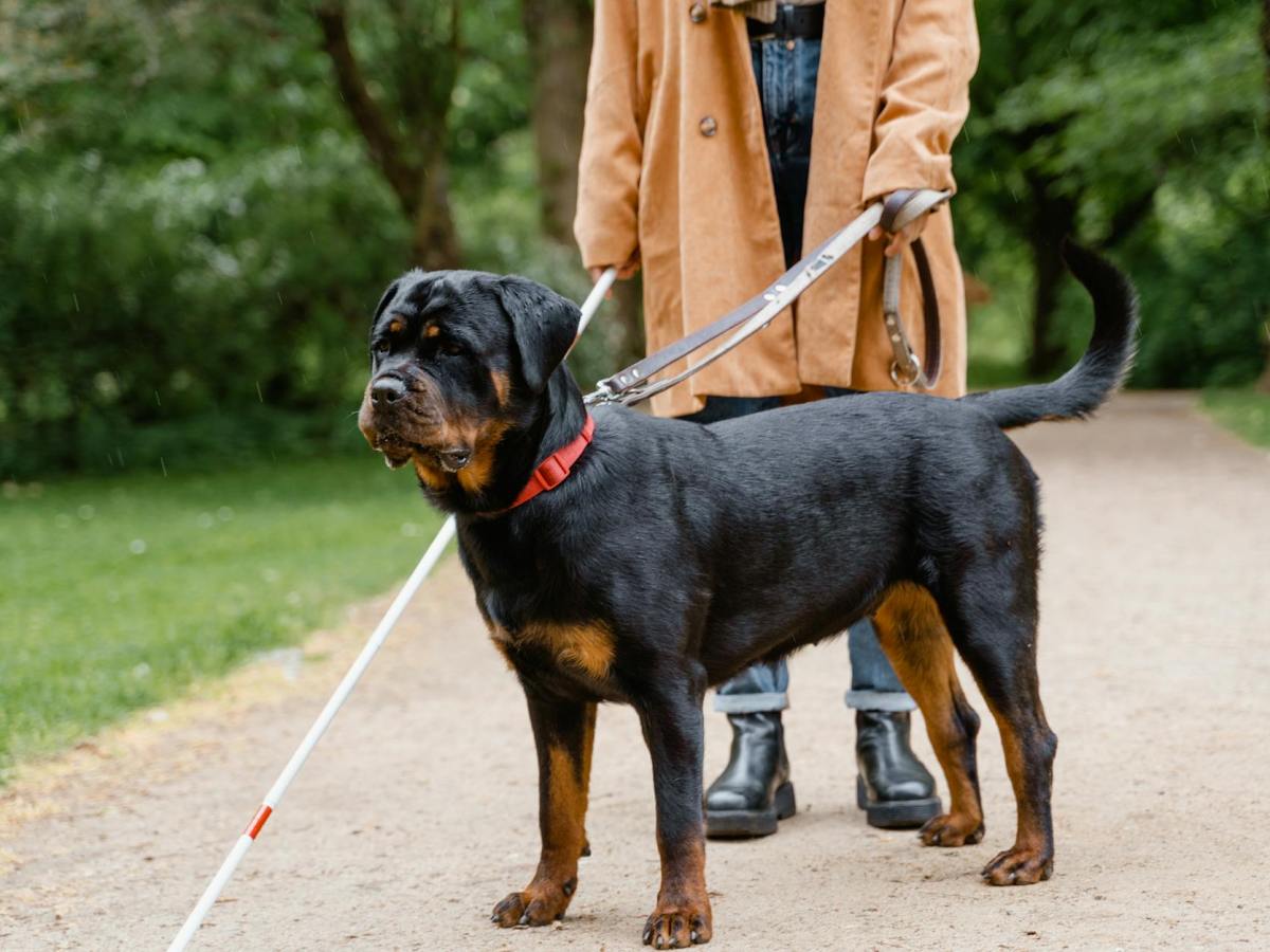 Strength in the Five&nbsp;Senses